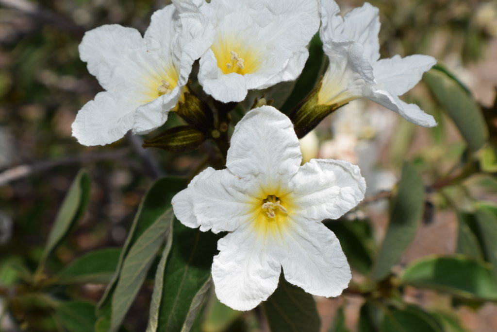 cordia-boissieri-mexican-olive-tree-rice-canyon-demonstration-gardens