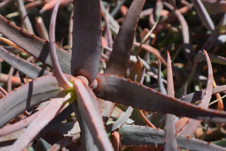 Aloe Isaloensis Rice Canyon Demonstration Gardens 1476